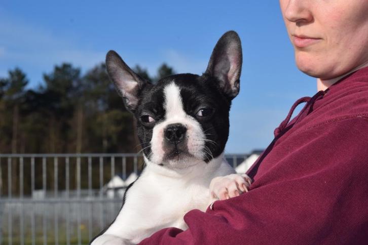 Boston terrier pup laatste uit nestje, Dieren en Toebehoren, Honden | Jack Russells en Terriërs, Reu, Overige rassen, Fokker | Professioneel