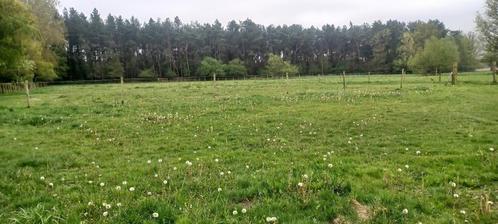 Paardenweide, Dieren en Toebehoren, Stalling en Weidegang, Weidegang, 2 of 3 paarden of pony's