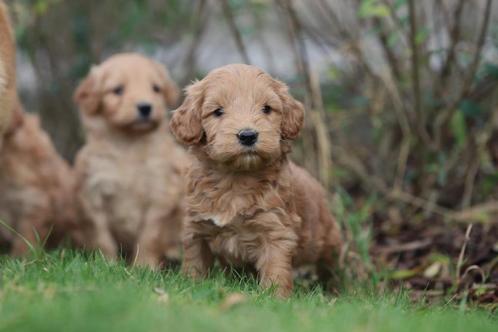Labradoodle puppy's - 100% Belgisch - ouders aanwezig, Dieren en Toebehoren, Honden | Retrievers, Spaniëls en Waterhonden, Meerdere dieren
