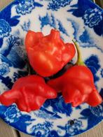 5 zaden zeer milde chili peper Rocotillo, Verzenden, Voorjaar, Volle zon, Zaad