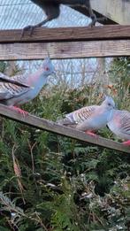 Kuifduif, Dieren en Toebehoren, Vogels | Duiven, Meerdere dieren, Overige soorten