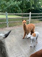 2 alpaca hengsten, Dieren en Toebehoren, Overige Dieren
