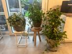 Plantes, Ophalen, Overige soorten, Halfschaduw, In pot