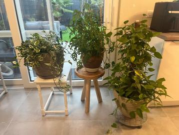 Plantes beschikbaar voor biedingen