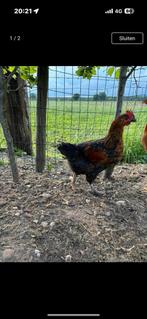 Jonge haan, Dieren en Toebehoren, Ophalen