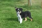 Australische herder pups ,Aussi, Australian shepherd, Dieren en Toebehoren, België, 15 weken tot 1 jaar, CDV (hondenziekte), Meerdere