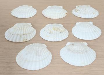 Set van 8 Sint Jakobsschelpen / Coquilles Saint-Jacques beschikbaar voor biedingen