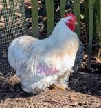 Lieve haan cochin kriel sierkippen, Dieren en Toebehoren, Mannelijk, Kip