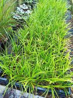 Carex morrowii variegata, Tuin en Terras, Planten | Tuinplanten, Ophalen