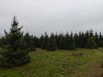 Kerstboom, Tuin en Terras, Planten | Bomen, Ophalen of Verzenden