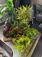 Aquarium decoratie 1 maand oud, Dieren en Toebehoren, Ophalen of Verzenden, Zo goed als nieuw