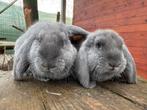 Franse hangoor rammen, Dieren en Toebehoren, Konijnen, Hangoor