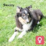 "Swetty" Sheltie pup, zoekt een zachte mand, Dieren en Toebehoren, Honden | Herdershonden en Veedrijvers, CDV (hondenziekte), Teef
