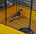 Kruising distelvink x kanarie pop