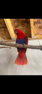 Eclectus femelle  rouge, Femelle