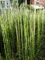 schaafstro, Tuin en Terras, Planten | Tuinplanten, Ophalen, Volle zon, Vaste plant, Bloeit niet
