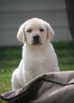 Labrador pups, Animaux & Accessoires, Chiens | Retrievers, Épagneuls & Chiens d'eau, Parvovirose, Plusieurs, Belgique, 8 à 15 semaines