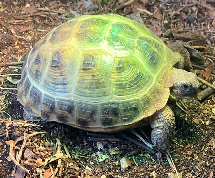 Landschildpad vierteenschildpad, Dieren en Toebehoren, Reptielen en Amfibieën