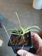 Tolumnia scandens mini orchidee, Ophalen of Verzenden