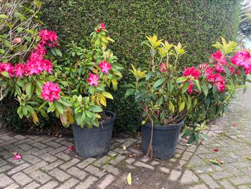 2 rododendrons te koop