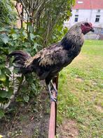 Brugse vechter, Dieren en Toebehoren, Kip
