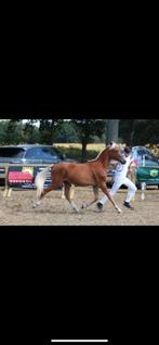 New forest, Dieren en Toebehoren, D pony (1.37m tot 1.48m), Gechipt, 0 tot 2 jaar