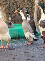 Loopeend man, Dieren en Toebehoren, Pluimvee, Mannelijk, Eend