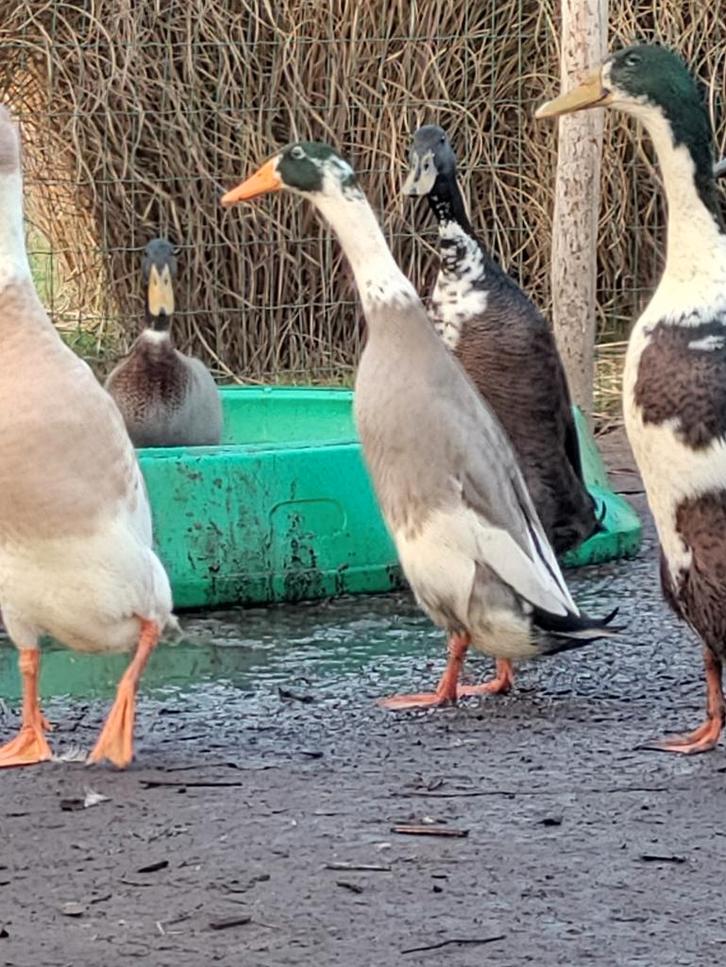 Loopeend man, Dieren en Toebehoren, Pluimvee, Eend, Mannelijk