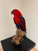 Mooie opgezette edel papegaai, Collections, Collections Animaux, Enlèvement ou Envoi, Neuf
