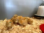 New Hampshire kriel kuikens, hennetjes, gesekst en ingeënt, Dieren en Toebehoren, Pluimvee, Vrouwelijk, Kip