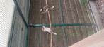 Koppel kookaburra"s
