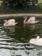 Witte knobbelzwanen, Dieren en Toebehoren, Pluimvee, Vrouwelijk, Gans of Zwaan