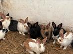Jonge konijnen 4 manden, Dieren en Toebehoren, Konijnen, 0 tot 2 jaar