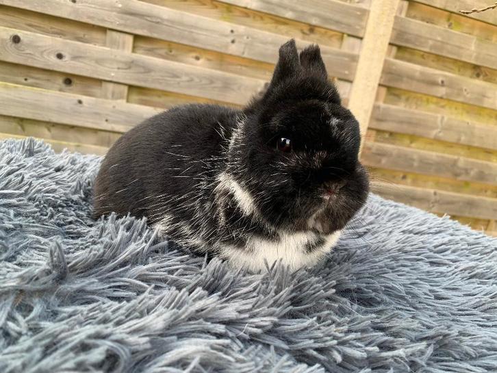 Kleurdwerg zwart bonte ram, Animaux & Accessoires, Lapins, Nain, Mâle
