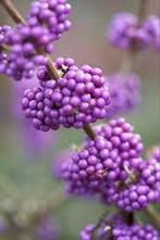 Schoonvrucht, Jardin & Terrasse, Plantes | Jardin, Enlèvement, Été