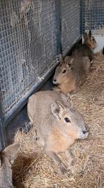 Koppel mara's, Mai, Plusieurs animaux