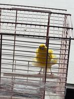 Noordse fris alleen man, Dieren en Toebehoren, Vogels | Kanaries