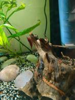 Rode garnalen, Dieren en Toebehoren, Vissen | Aquariumvissen, Kreeft, Krab of Garnaal, Zoetwatervis
