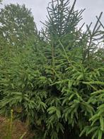 Grote Kerstbomen te koop, Enlèvement