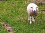 Jonge dekrijpe ooien, Dieren en Toebehoren, Schapen, Geiten en Varkens