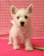 Des chiots West Highland Terrier super sympas !, 15 semaines à 1 an, Étranger, Parvovirose, Éleveur | Professionnel