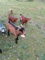 2 bruine dwerggeiten miekes ( geen mini)