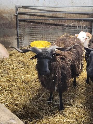Racka schapen mannelijk rammen  beschikbaar voor biedingen
