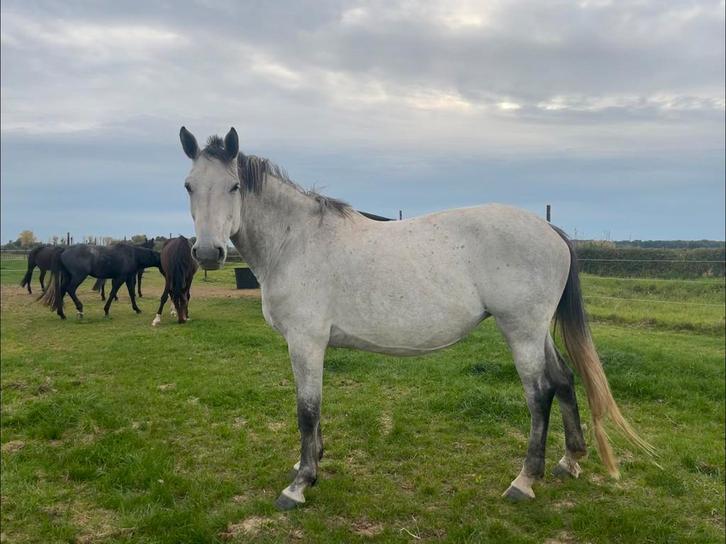 Jument reproductrice à vendre ️, Animaux & Accessoires, Chevaux & Poneys | Étalons & Juments poulinières, Jument