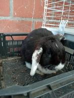 Nederlands dwerg hangoor, Dieren en Toebehoren, Konijnen, Dwerg, Hangoor