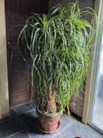 BEAUCARNEA (OLIFANTENPOOT), Halfschaduw, Vaste plant, Overige soorten, Ophalen