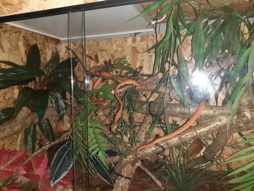 Terrarium ZGAN, Dieren en Toebehoren, Reptielen en Amfibieën