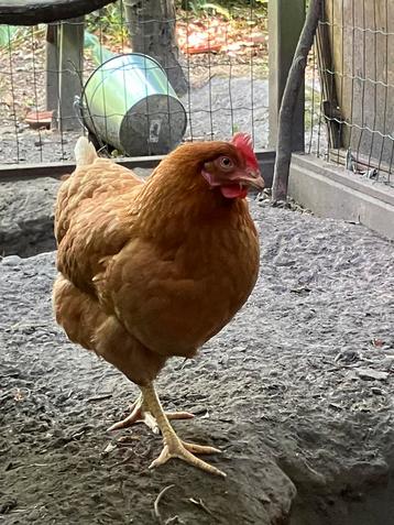 2 poules pondeuses à vendre., Poule ou poulet