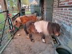 Shetland Hengst, Dieren en Toebehoren, Pony's, Hengst, Gechipt