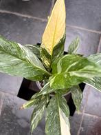 Lepelplant variegata, Huis en Inrichting, Kamerplanten, Ophalen of Verzenden